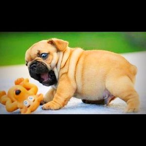 Meet your Posher, Violet